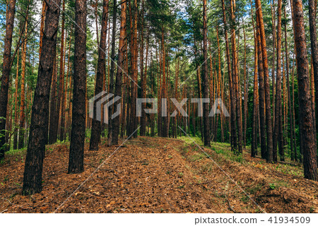Dirt road in pine wood. 41934509