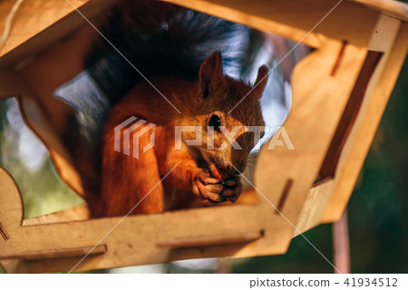 Squirrel eats nuts in the feeder. 41934512