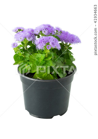 Beautiful flower Ageratum in pot, isolated. 41934663