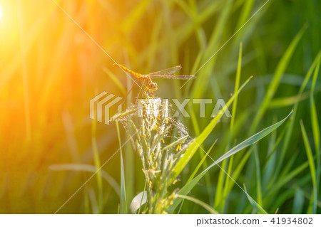 Dragonfly sitting on a blade of grass. Warm Sunset Glare, Selective focus Dragonfly sitting on a blade of grass. Warm Sunset Glare, Selective focus 41934802
