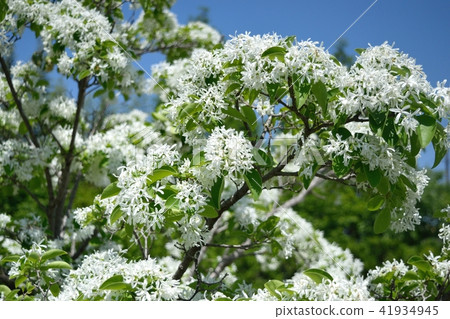 Hinatsubotago之花 41934945