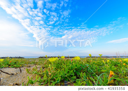 Northern evening primrose on the Hazu coast [Fukuoka Prefecture] 41935358