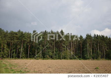 Beautiful landscape. Forest Grove Beautiful landscape. Forest Grove 41935407