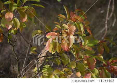 Beautiful landscape. Forest Beautiful landscape. Forest 41935408
