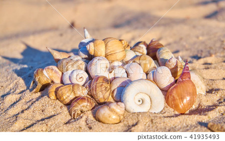Pile of seashells on a sand Pile of seashells on a sand 41935493