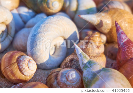 Sea shells heap background Sea shells heap background 41935495