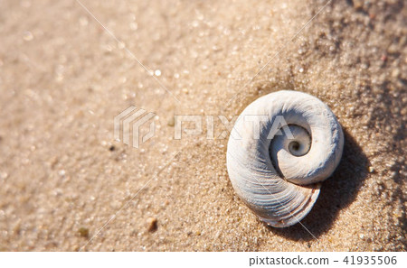 Snail shell on a bright sand 41935506