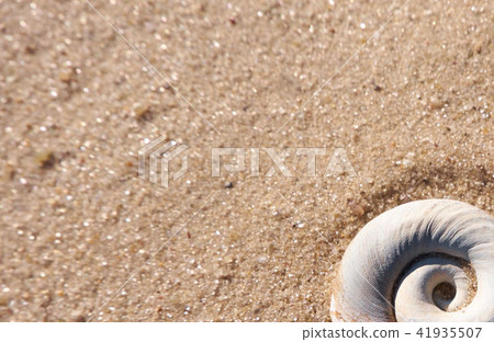 Seashell closeup on a summer beach sand Seashell closeup on a summer beach sand 41935507