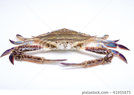 棉蟹蟹成分 41935875