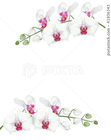 white orchids with pink middle on white background 41936343