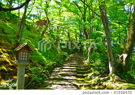 Fresh green Kyoto Sagano 41936470