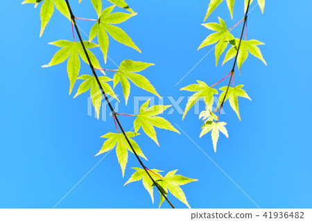 Spring Blue Maple Spring Blue Maple 41936482