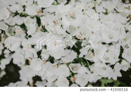 Many small white flowers. View from the top. 41936516