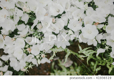 Many small white flowers. View from the top. 41936519