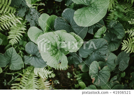 Corrupted green leaves. View from the top. Corrupted green leaves. View from the top. 41936521