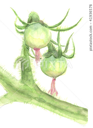 Tomato yuka with flower kas 41936576