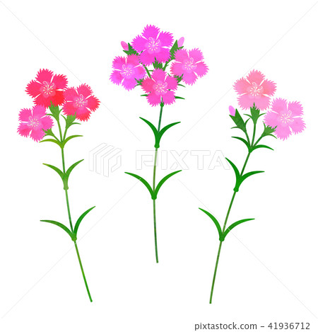 撫子 插圖素材 圖庫 撫子 插圖素材 圖庫