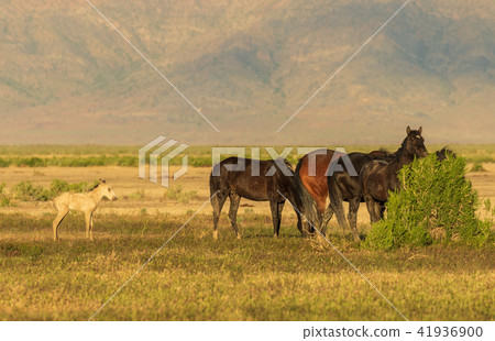Wild Horses in Summer Wild Horses in Summer 41936900