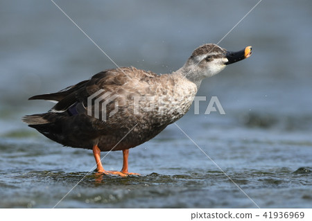 Caterpillar watching water ♂ @ Tama river Caterpillar watching water ♂ @ Tama river 41936969