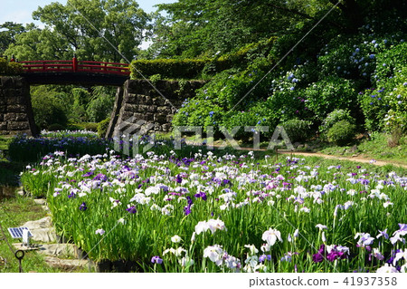 六月小田原城堡20虹膜 六月小田原城堡20虹膜 41937358