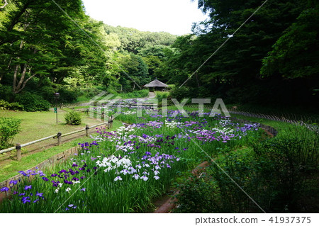 六月明治神宮53虹膜kamada 明治神宮御苑 照片素材 圖片 圖庫