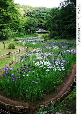 六月明治神宮57東方嘉美達 明治神宮御苑 照片素材 圖片 圖庫