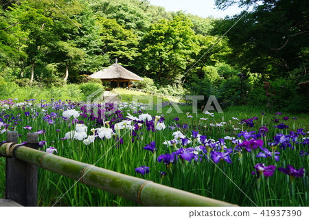 六月明治神宮67 Orio Kamada·Meiji Jingu Shrine Gyoen 41937390