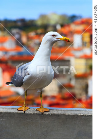 Seagull and Porto, Portugal panorama Seagull and Porto, Portugal panorama 41937606