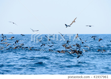 Toriyama [Fukuoka Prefecture Genkai Sea] 41937961