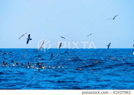 Toriyama [Fukuoka Prefecture Genkai Sea] 41937962