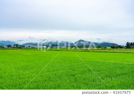 櫪木縣鹿沼市初夏稻田多雲雨（6月） 41937975