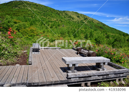 Nagano Prefecture Tohoshi City Yu no Maru Takahara full bloom Renge azalea Nagano Prefecture Tohoshi City Yu no Maru Takahara full bloom Renge azalea 41938096