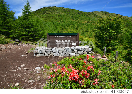 Nagano Prefecture Tohoshi City Yu no Maru Takahara full bloom Renge azalea Nagano Prefecture Tohoshi City Yu no Maru Takahara full bloom Renge azalea 41938097