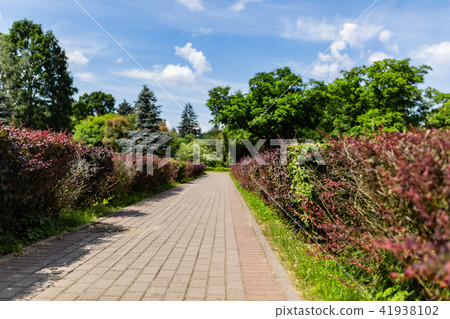 Beautiful alley of red bushes in the park 41938102