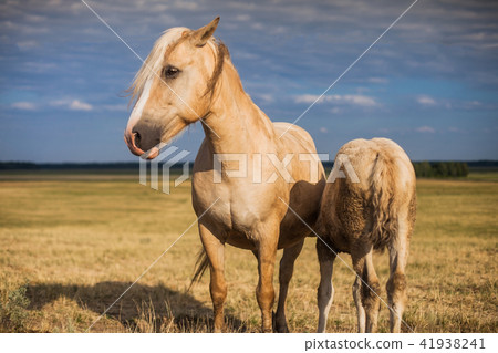 Mare with foal in the field 41938241