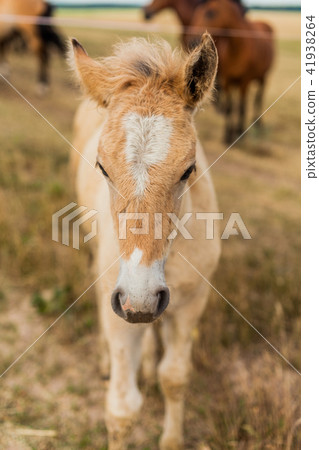 Little foal in the field 41938264