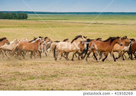 Running herd of horses on the field 41938269
