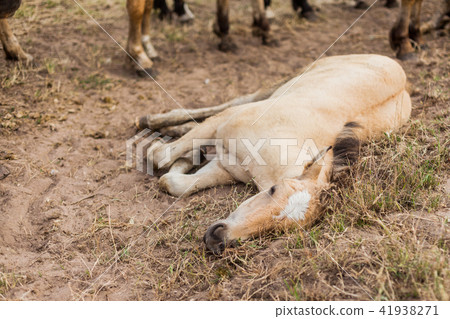 The sick and weak foal 41938271