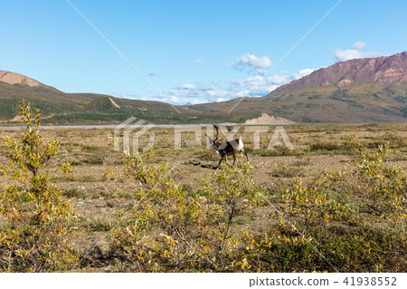 Barren Ground Caribou Bull Barren Ground Caribou Bull 41938552