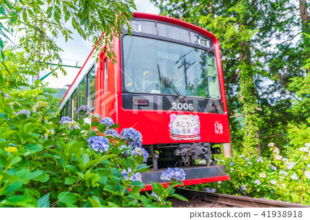 Hakone Tozan Railroad and hydrangea landscape 41938918