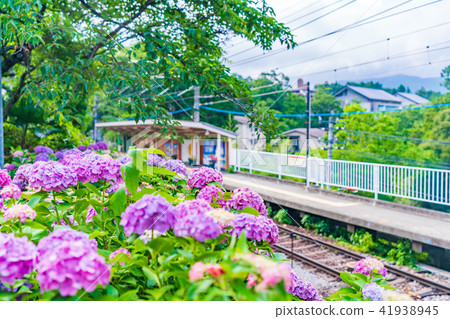 箱根Tozan鐵路和繡球花風景 箱根Tozan鐵路和繡球花風景 41938945