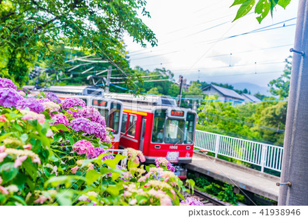 Hakone Tozan Railroad and hydrangea landscape 41938946