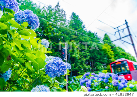 Hakone Tozan Railroad and hydrangea landscape Hakone Tozan Railroad and hydrangea landscape 41938947