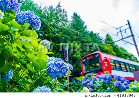 Hakone Tozan Railroad and hydrangea landscape 41938948