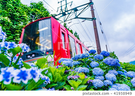 箱根Tozan鐵路和繡球花風景 41938949