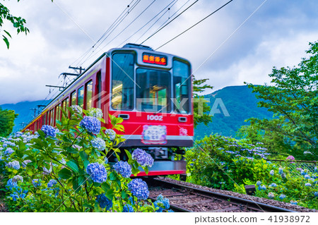 Hakone Tozan Railroad and hydrangea landscape Hakone Tozan Railroad and hydrangea landscape 41938972