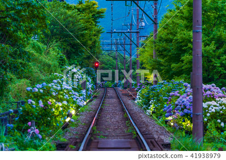 Hakone Tozan Railroad and hydrangea landscape 41938979