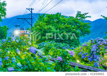 箱根Tozan鐵路和繡球花風景 箱根Tozan鐵路和繡球花風景 41938981