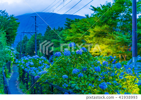 箱根Tozan鐵路和繡球花風景 箱根Tozan鐵路和繡球花風景 41938993