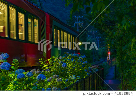 Hakone Tozan Railroad and hydrangea landscape 41938994